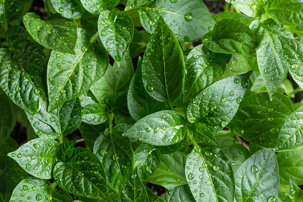 Young green plants peppers with water drops