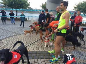 6 Pfoten Lauf in Bonn: Hund und Mensch joggen gemeinsam
