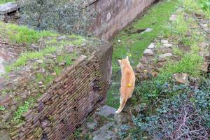 A cat strays through the Largo di Torre Argentina ruins in Rome