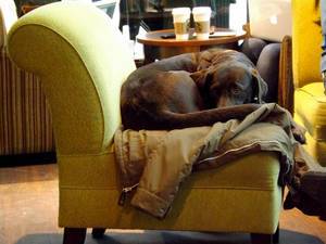 A curled up dog trying to get warm after getting caught in the rain outside a Starbucks in Dresden, Germany