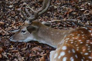 A deer laying peacefully on the forest floor