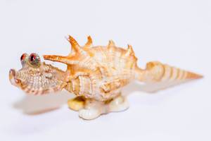A dinosaur made of shells  Flip 2019
