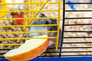 A hamster eating slice of Apple inside his cage