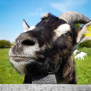 A happy goat in a close up with a green grass background