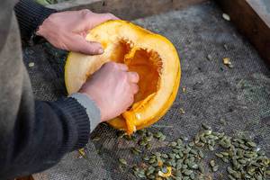 A man chooses seeds from a pumpkin