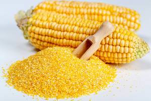 A pile of yellow corn grits with corn cobs and a wooden scoop on a white background