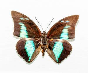 A real live butterfly Morpho deidamia