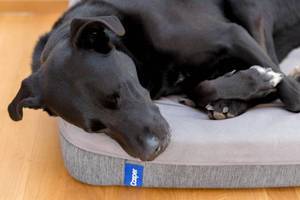 A sleeping black Labrador dog on a Casper pillow