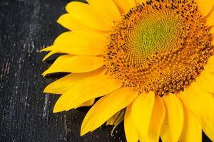 A sunflower / Sonnenblume