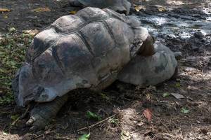 Aldabra-Riesenschildkröte beim Geschlechtsakt im Schlamm auf den Seychellen