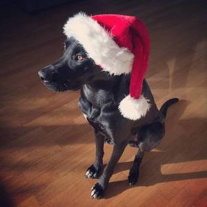 Allen eine schöne Weihnachtszeit! #Advent #christmas #nikolaus #santa #xmas #weihnachten #labrador #laboftheday #cute #puppy #dog #animals #pets #picoftheday #instapic #instadog #bestfriend