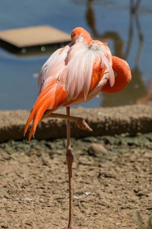 American flamingo - Phoenicopterus ruber ruber