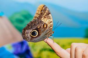 American painted lady butterfly sits on finger