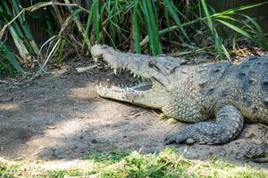 Amerikanisches Krokodil mit geöffnetem Maul