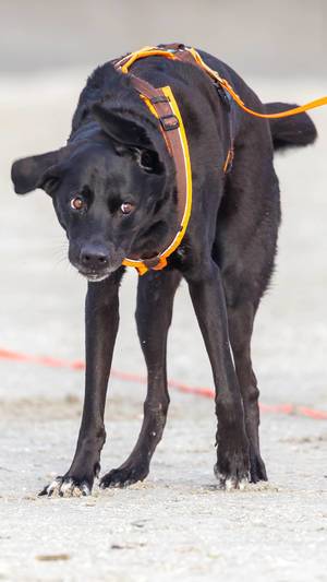 Angeleinter schwarzer Labrador-Mix legt einen Hundehaufen am Strand