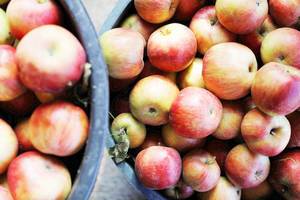 Apple crop in the autumn, bio fruits (Flip 2019)