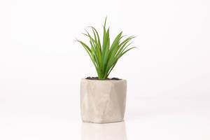 Artificial plant on white background (Flip 2019)
