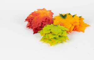 Autumn colorful orange, red and green maple leaves