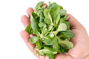 Baby Spinach in the hand above white background (Flip 2019)