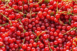 Background of ripe juicy red currant berries