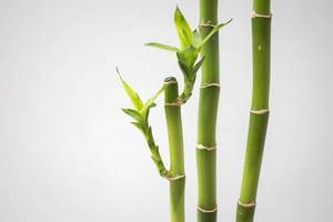 Bamboo Branch Close-Up on a White Background