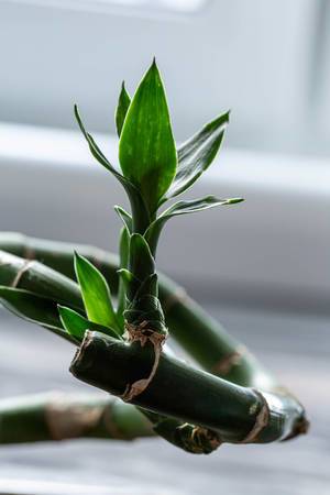 Bambuszweig mit kleinen, grünen Blättern, auf einer Fensterbank