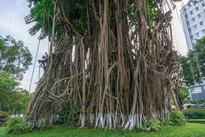 Banyan Bäume im Ly Tu Trong Park in Ho Chi Minh City