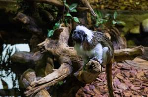Baumwoll-Top-Tamarin, eine kleinere Affenart, sitzt auf Baum im Tropicarium in Budapest