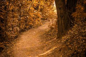 Beautiful autumn forest landscape, path in the forest