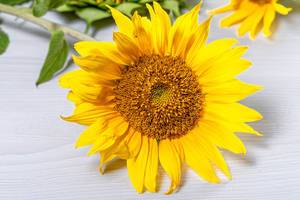 Beautiful blooming sunflower with yellow petals (Flip 2019)