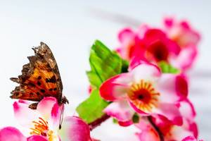 Beautiful butterfly on a pink flower