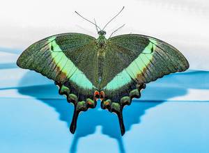 Beautiful green Papilio Palinurus butterfly