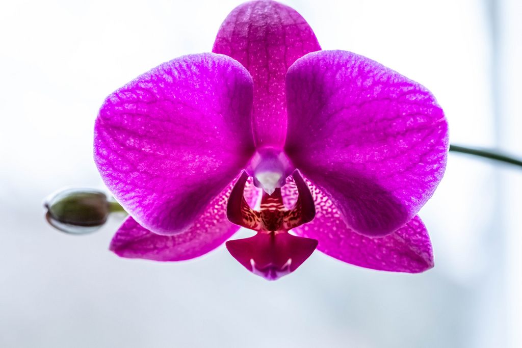 Beautiful purple Phalaenopsis orchid flowers