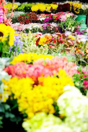 Beautiful variety of flowers in a flower shop