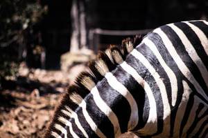 Beautiful zebra mane