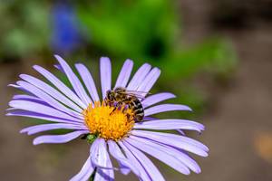 Bee collects nectar on a purple Daisy