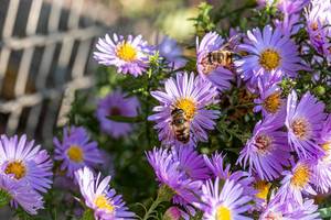 Bees pollinate purple flowers (Flip 2019)