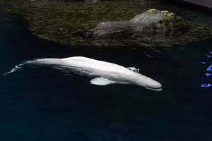 Beluga (Delphinapterus leucas) im Shedd Aquarium