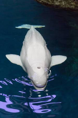 Beluga whale (Delphinapterus leucas) at Shedd Aquarium