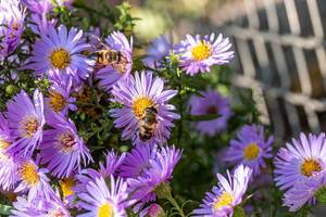 Bienen bestäuben lila Blüten in einem Garten