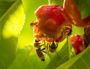 Bienen sind vom Aussterben bedroht