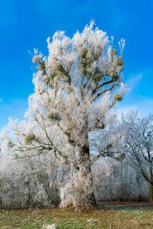 Big beautiful tree covered in frost