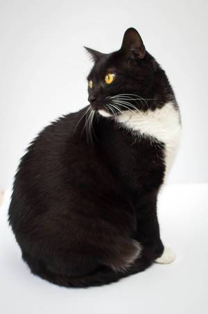 Black and White Cat on a White Background