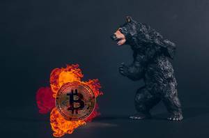 Black bear with Bitcoin in fire