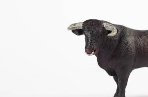 Black bull face isolated on white background
