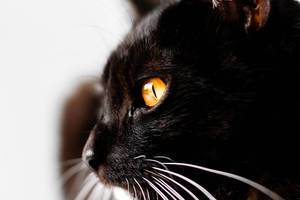 black cat with amber eyes