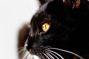 Black cats bring bad luck?