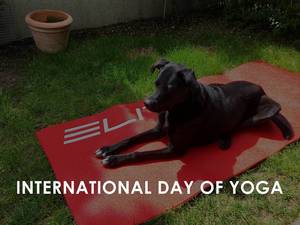Black dog lies on a red yoga mat in the garden on the international day of yoga