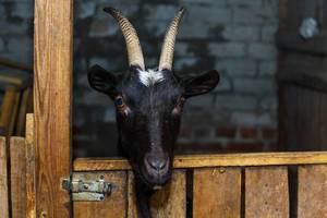 Black goat at the farm