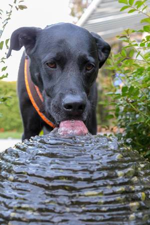Black Labrador dog sticks out its tongue while drinking from a waterspout fountain